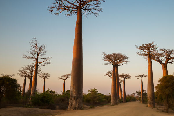 Madagascar - Baobab & Tsingy Explorer
