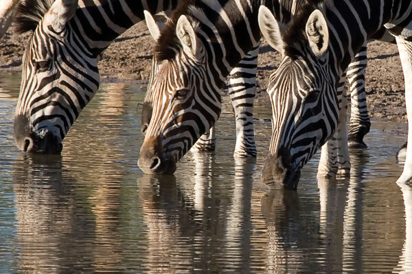 Botswana and Falls Overland: Wildlife Walks & Safari Drives