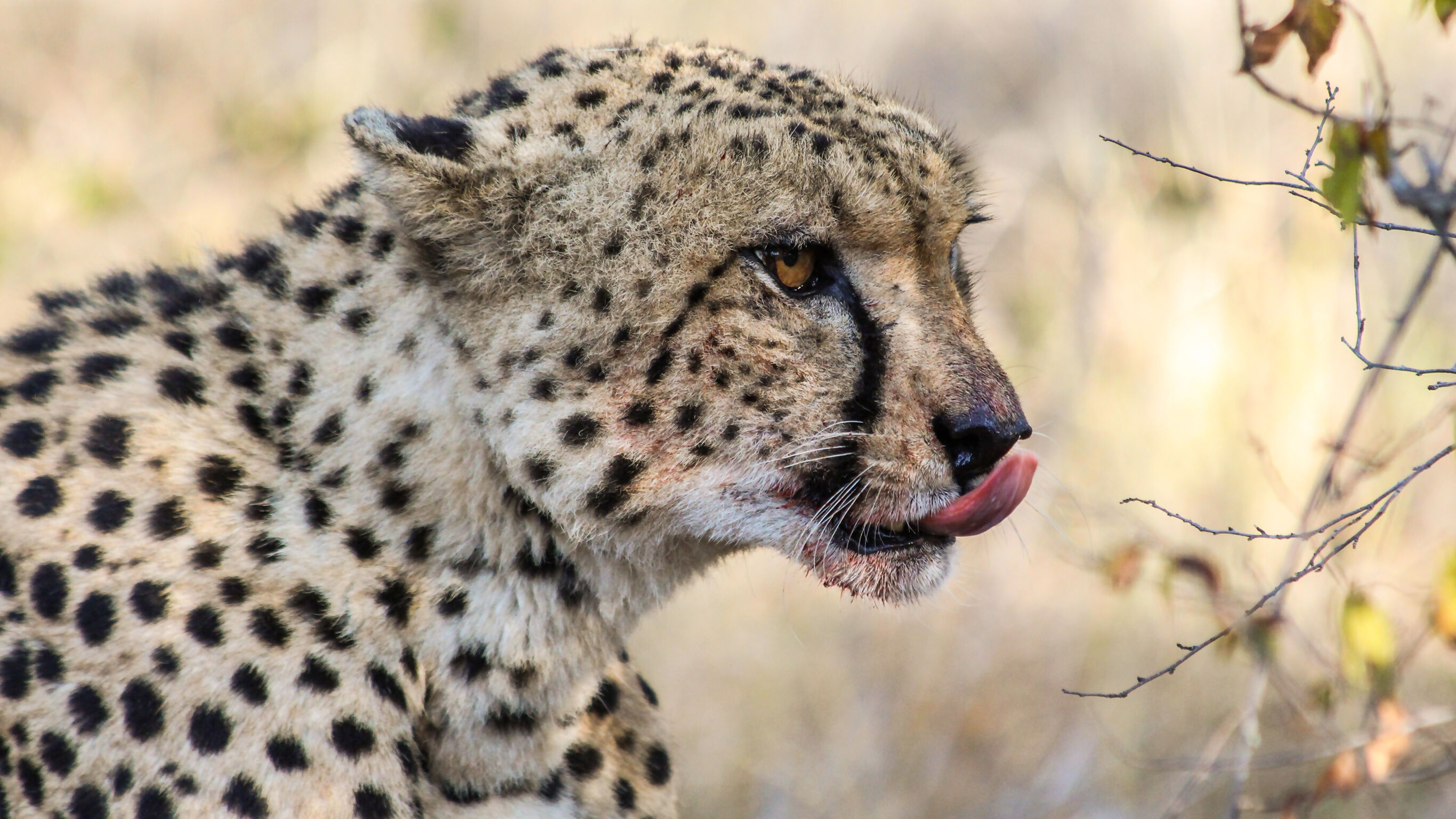 Wildlife and Wonders of Southern Africa