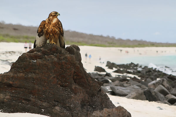 Discover Machu Picchu and Galápagos - Land & Sea Central Islands
