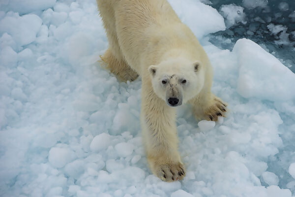 Canadian Polar Bear Experience